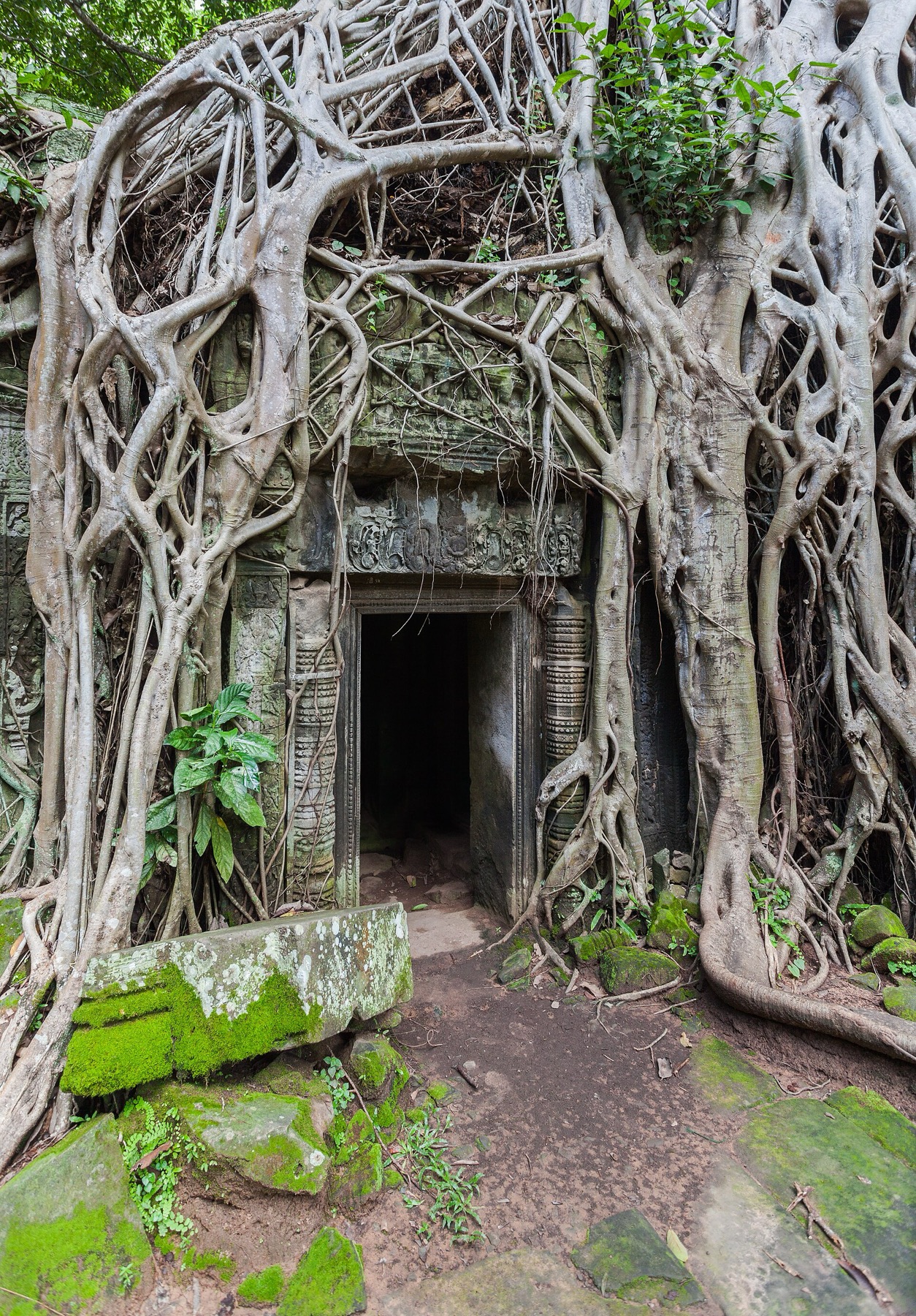 A strangler fig grown through the ruins of Ta Prohm at Angkor